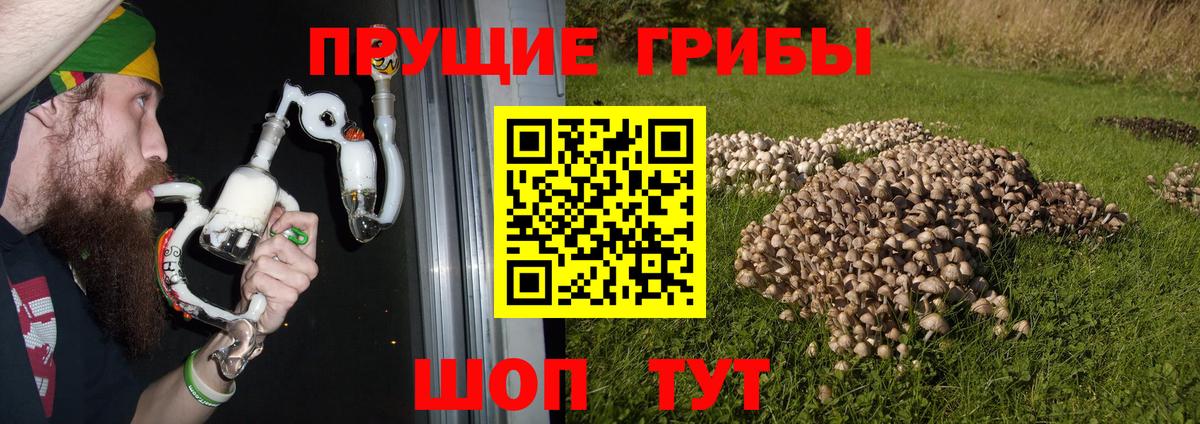 Химки  магазин продажи наркотиков  Вход с VPN  Псилоцибиновые грибы Cubensis 